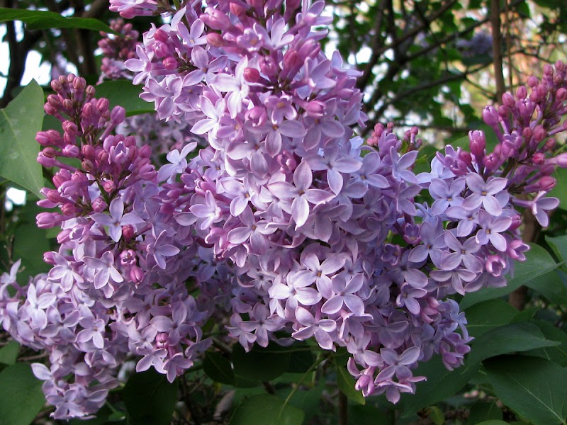 19+ Lilac Color, Untuk Mempercantik Rumah