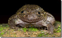WAYANAD NIGHT FROG- Nyctibatrachus grandis