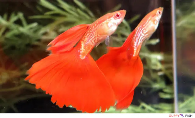 Red Delta Guppy