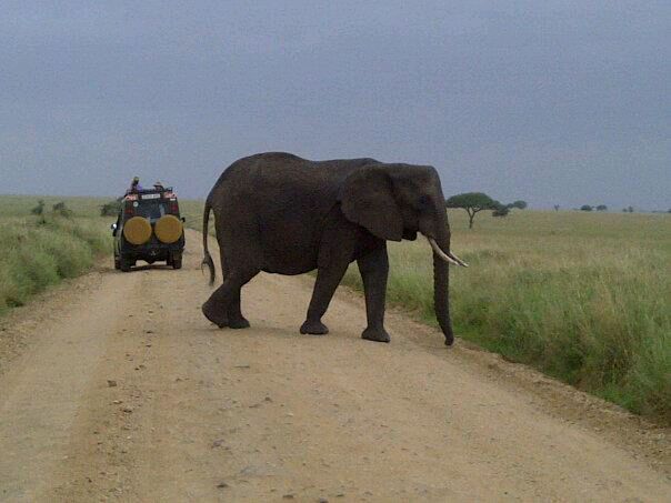 Serengeti National Park Tanzania