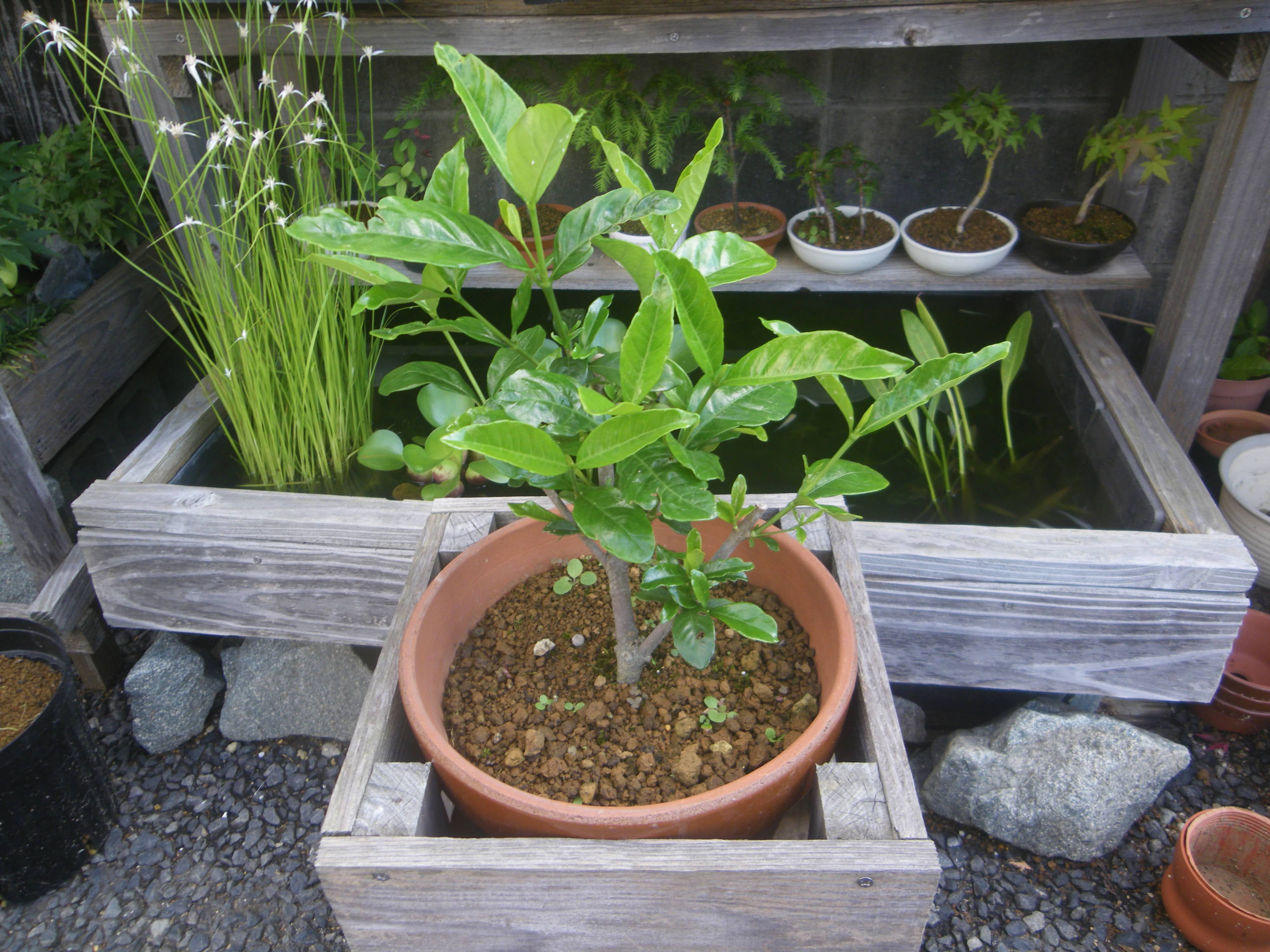 クチナシ ガーデニア の育て方 鉢植えで白い花を楽しむ メダカの大工