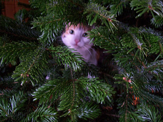 Katze im Christbaum