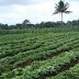 Cara Budidaya Ubi Jalar