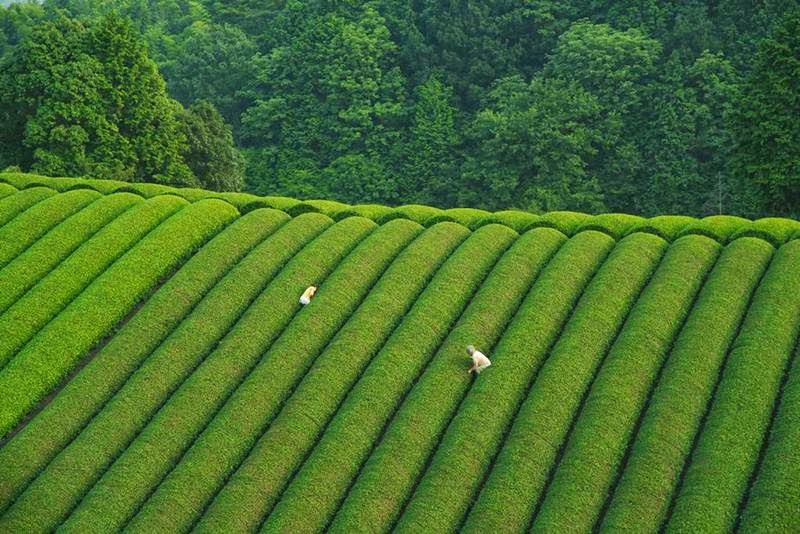 Wazuka Green Tea Farms, Japan