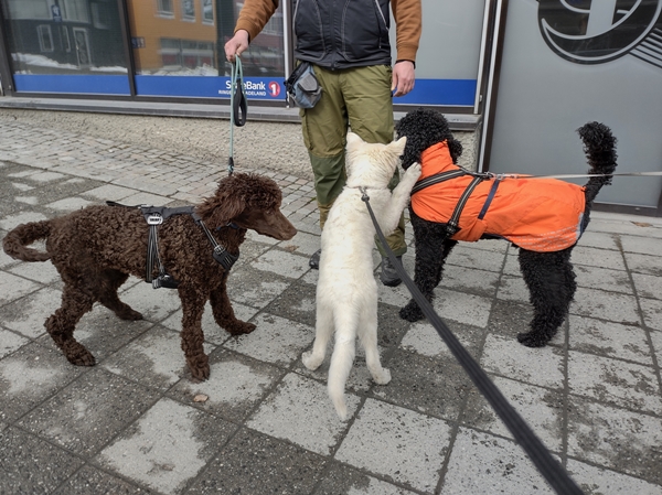 hvit gjeterhund kongepuddel