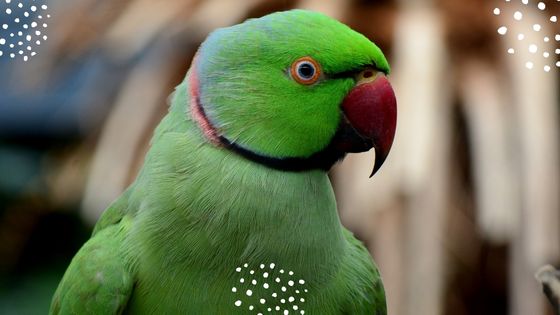 Indian Ring Neck Parrot