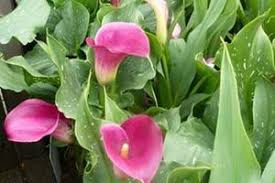 calla lily