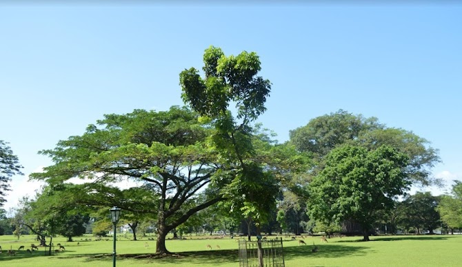 Kebun Raya Bogor Menjadi Salah Satu Pesona Wonderful Indonesia