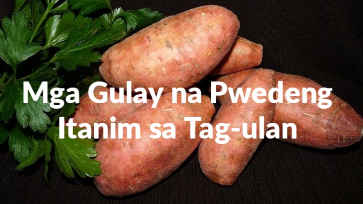 mga gulay na pwedeng itanim sa tag ulan