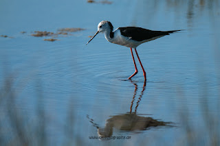 Wildlifefotografie Kroatien Neretva Delta Olaf Kerber