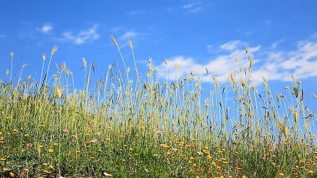 אלוהים, החיים, האל, שירים חדשים, אחרית הימים