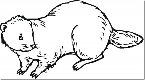 castor