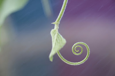 green tendril swirl with bokeh and mist in background