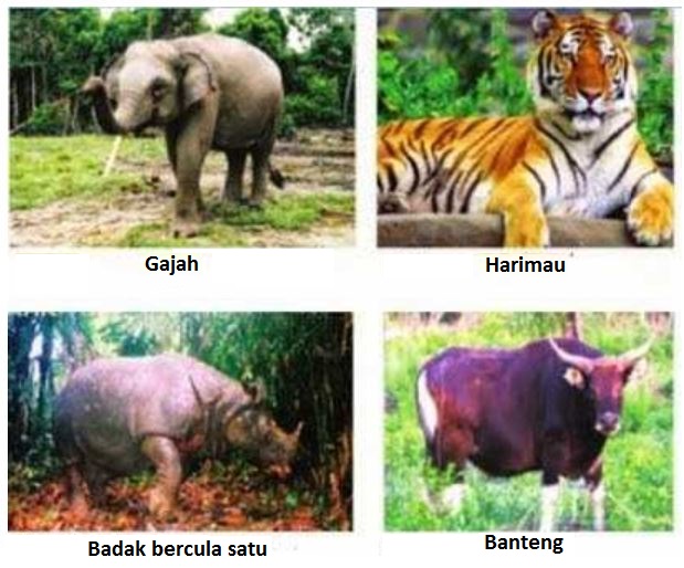 PORTAL GEOGRAFI Persebaran Fauna  di Indonesia