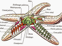 Estrutura Interna De Uma Estrela Do Mar