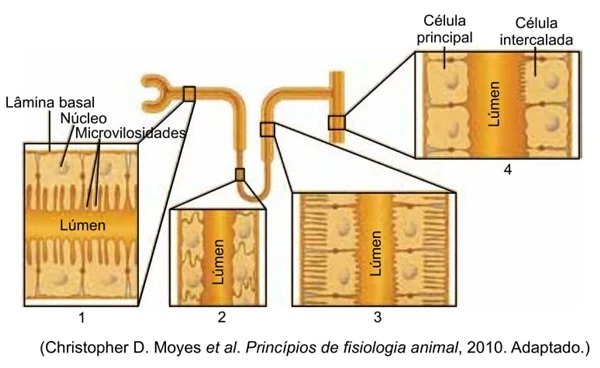 Princípios de fisiologia animal