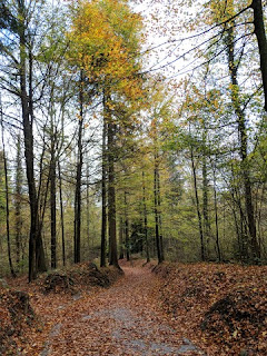 Fallen leaves cover a trail through the forest, Uetlibergweg, Zürich, Switzerland