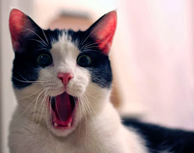 Funny cats - part 75 (35 pics + 10 gifs ), funny cat pic, cat pic, cat photo