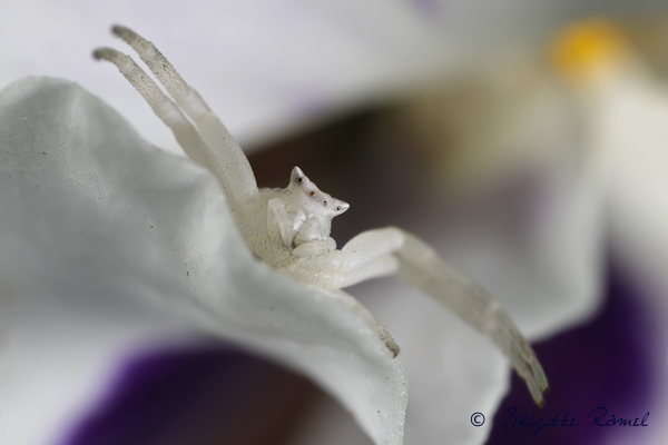 araignée misumena vatia