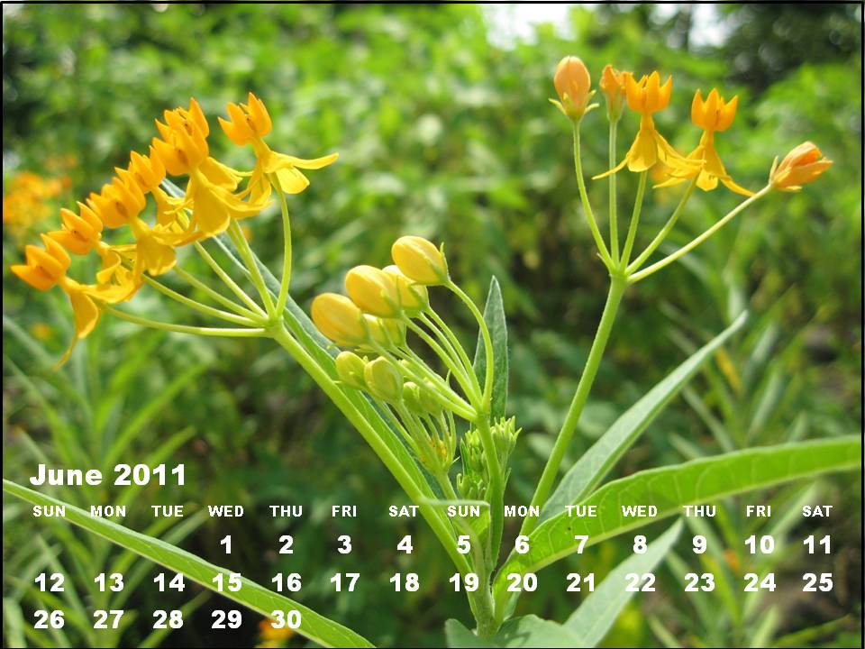 june 2011 calendar printable. June 2011 Calendar Printable