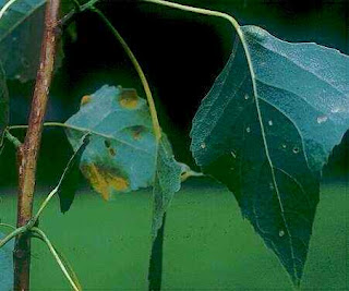 Pestisida atau Insektisida Alami Yang Aman Tanpa Racun