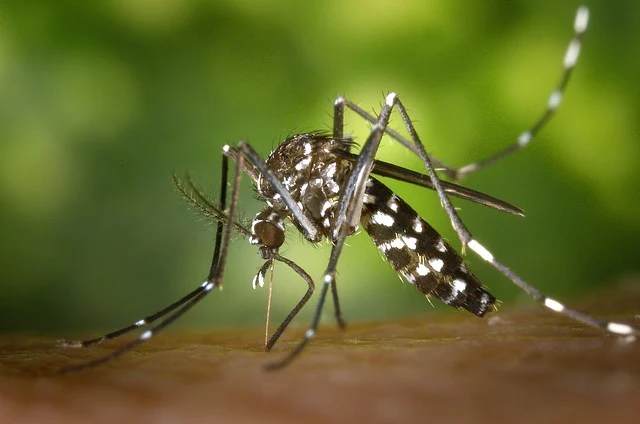 neglected tropical diseases: dengue caused by aedes mosquito