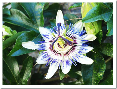 passiflora