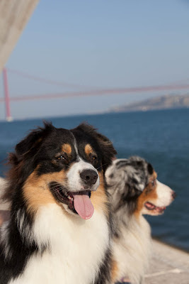 Australian Shepherd in Portugal - Jerónimos