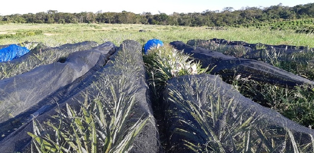 Para promover a sustentabilidade, empresa aposta em sistema orgânico na produção de abacaxis em Lençóis