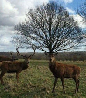 ça, c'est des bois !