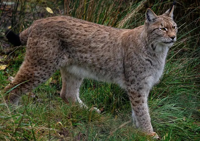 Top 10 Most Powerful Wild Cats in the World