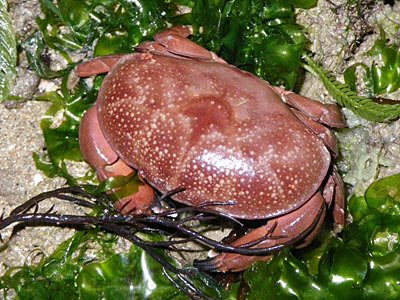 Red Egg Crab (Atergatis integerrimus)