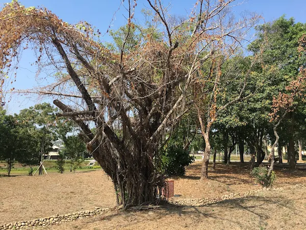 清水岩溫泉露營區樹木染褐根病 進行樹癌防治及移除