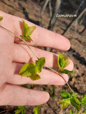 Спирея уссурийская / Таволга уссурийская (Spiraea ussuriensis)