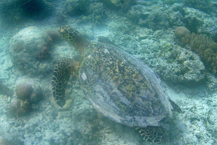 Tortuga marina