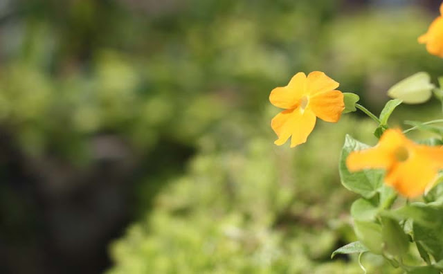 Black-Eyed Susan Vine Flowers Pictures