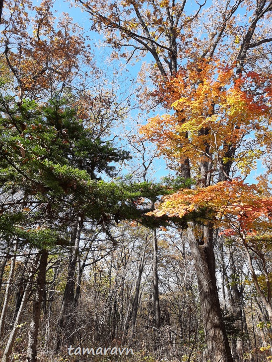 Пихта чёрная и клён ложнозибольдов (Acer pseudosieboldianum)