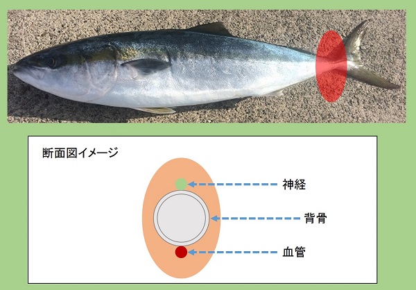 青物の締め方解説 ハサミやナイフを使った血抜きの方法と神経締めの仕方をご紹介