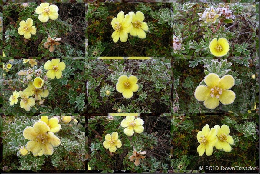 2010-10-13 Frosty Yellow