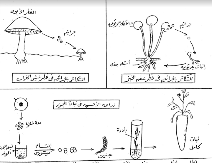 حمل الان جميع رسومات الاحياء للصف الثالث الثانوى