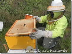 bees day one 04