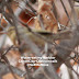 Worm-eating Warbler, a very rare vagrant in Canon City,CO