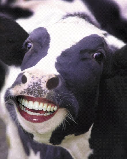 funny cow pictures. Funny Cow Face