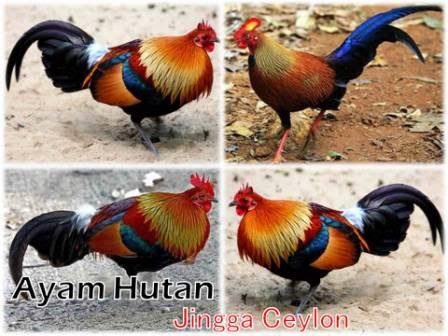 Mengenal Ayam Hutan Jingga Ceylon