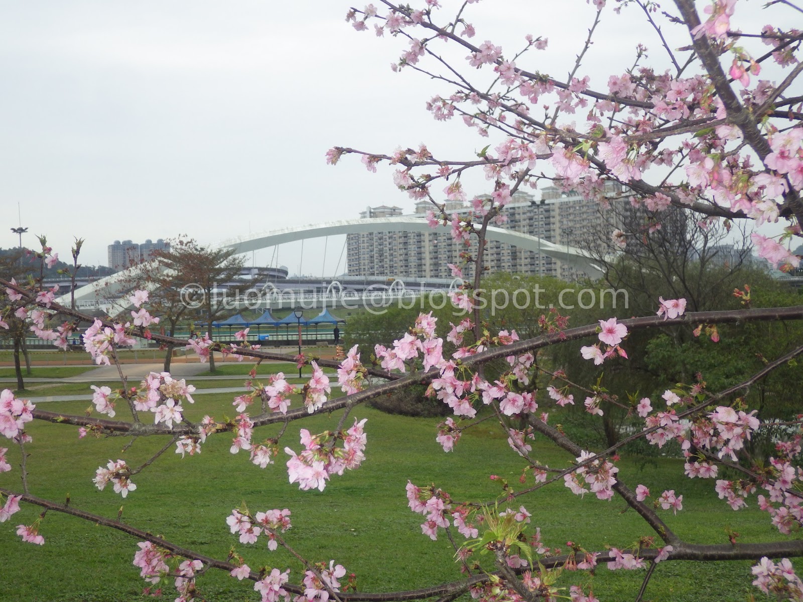 Taiwan cherry blossoms