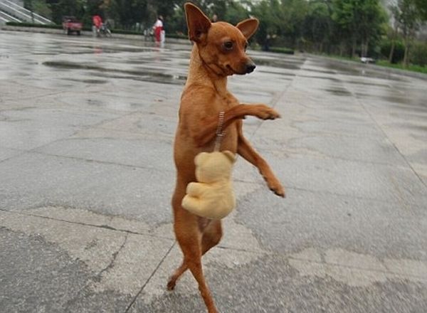 Dogs Walking on 2 Legs - Amazing