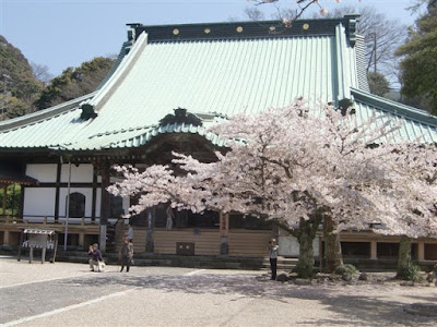 光明寺の桜