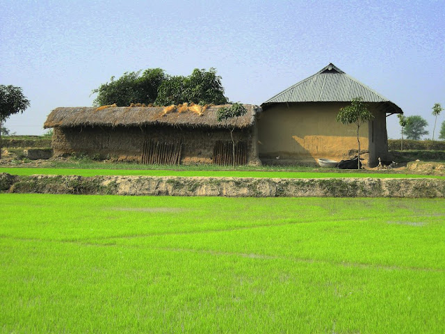 [village+near+Rajshahi.jpg]