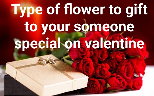 Type of flower to gift to your lady on valentine