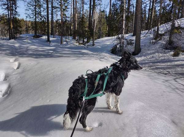 breivannet skitur border collie